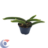 CACTUS-RABO-DE-MACACO-PT11
