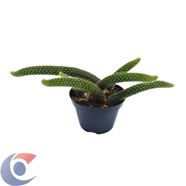CACTUS-RABO-DE-MACACO-PT11