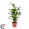 PALMEIRA-ARECA-BAMBU-PT17