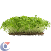 MOSTARDA-MICROVERDE-30G