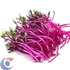 BETERRABA-MICROVERDE-30G