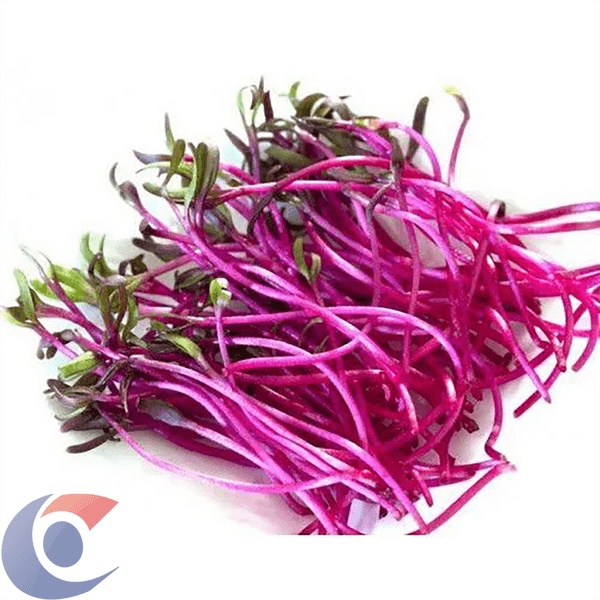 BETERRABA-MICROVERDE-30G