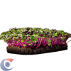 REPOLHO-ROXO-MICROVERDE-30G