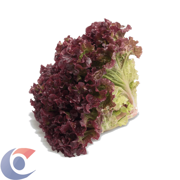 ALFACE-HIDROPONICA-ROXA-UN