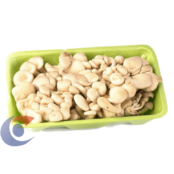 COGUMELO-SHIMEJI-KG