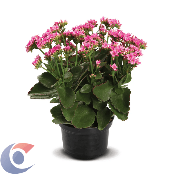 FLOR-KALANCHOE-KABLP11000