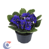 FLOR-VIOLETA-VIOLP11070