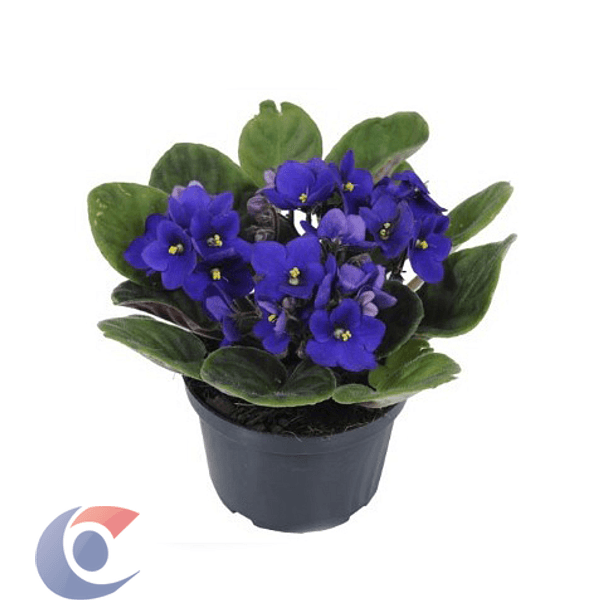 FLOR-VIOLETA-VIOLP11070
