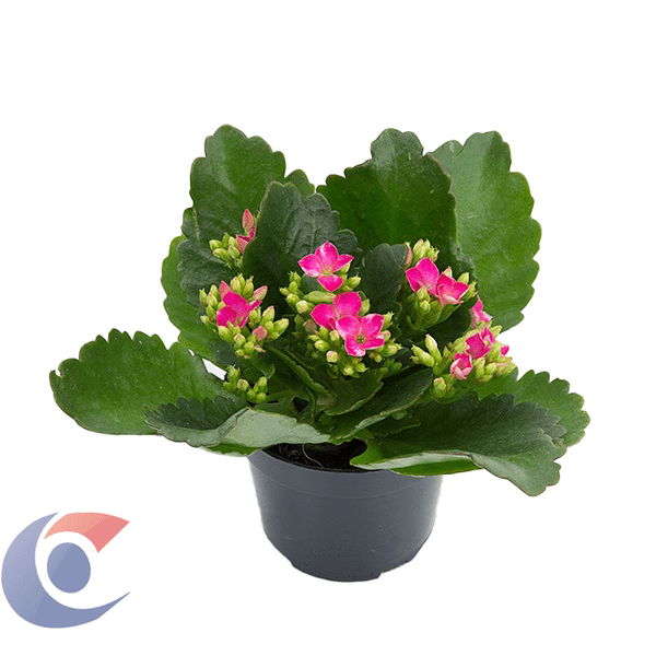 FLOR-KALANCHOE-DOB-KADVP11070