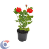FLOR-ROSEIRA-MINI-RSMIP13070