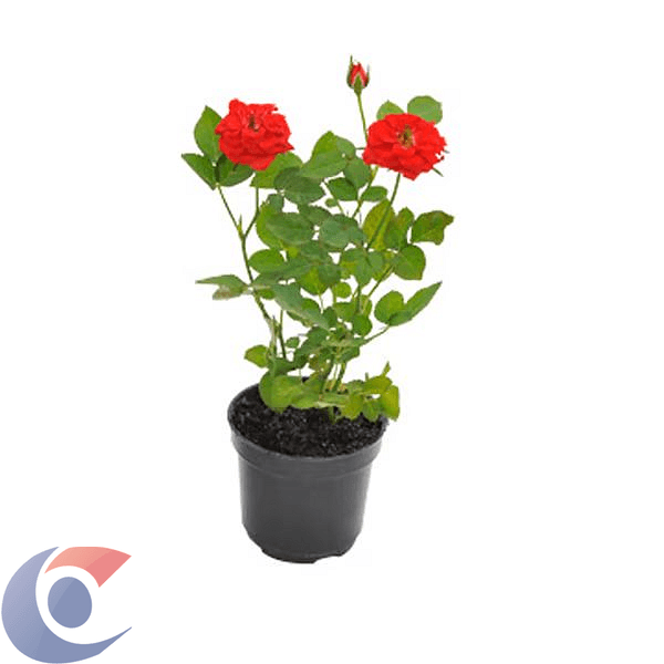 FLOR-ROSEIRA-MINI-RSMIP13070