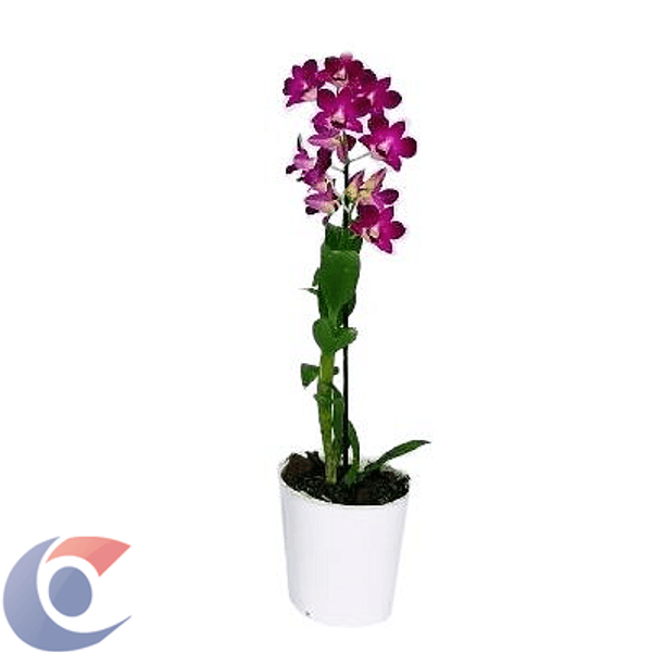FLOR-ORQUIDEA-DENPHALAEN-PT-15