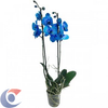 FLOR-ORQUIDEA-PHALAEONOPSIS-PT12-AZUL