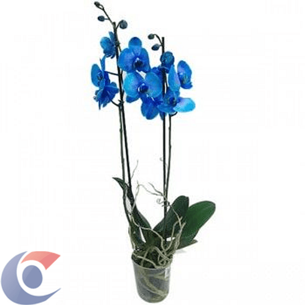 FLOR-ORQUIDEA-PHALAEONOPSIS-PT12-AZUL