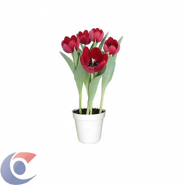 FLOR-TULIPA-PT12