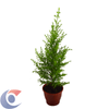 TUIA-HOLANDESA-PT-09