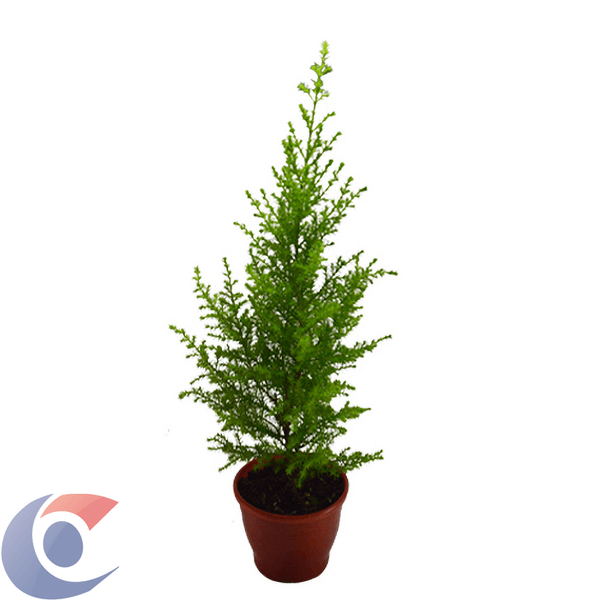 TUIA-HOLANDESA-PT-09