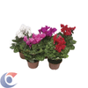 FLOR-CYCLAMEN-MINI-PT-06