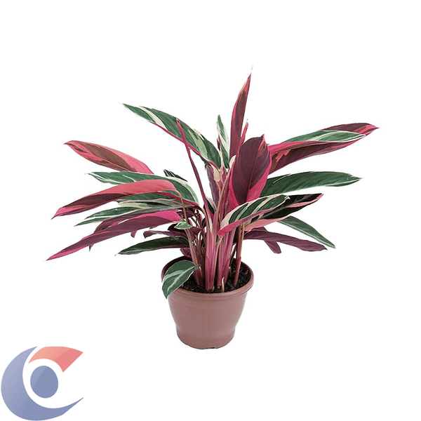 CALATHEA-TRIALSTAR-PT13
