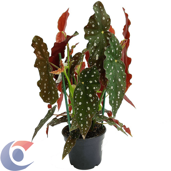 BEGONIA-MACULATA-PT16