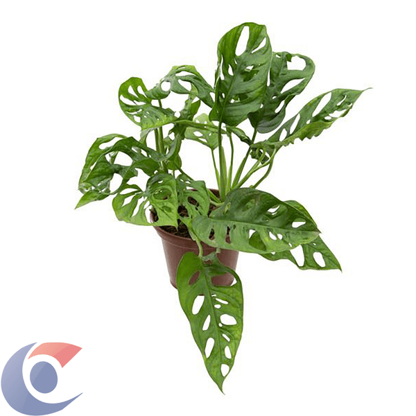 MONSTERA-OBLIQUIA-ADANSONII-PT16