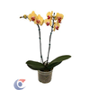 FLOR-ORQUIDEA-PHALAENOPSIS-FHALP15070