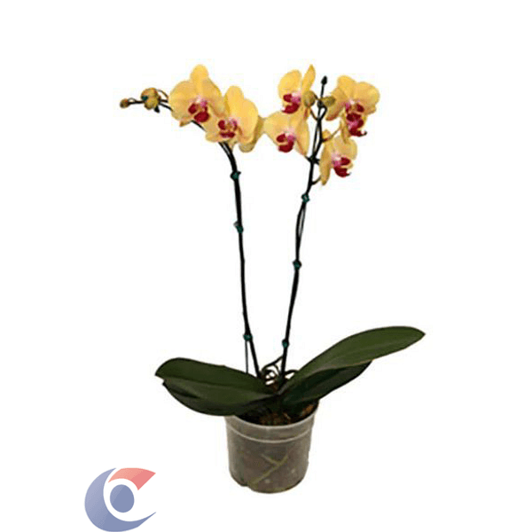 FLOR-ORQUIDEA-PHALAENOPSIS-FHALP15070
