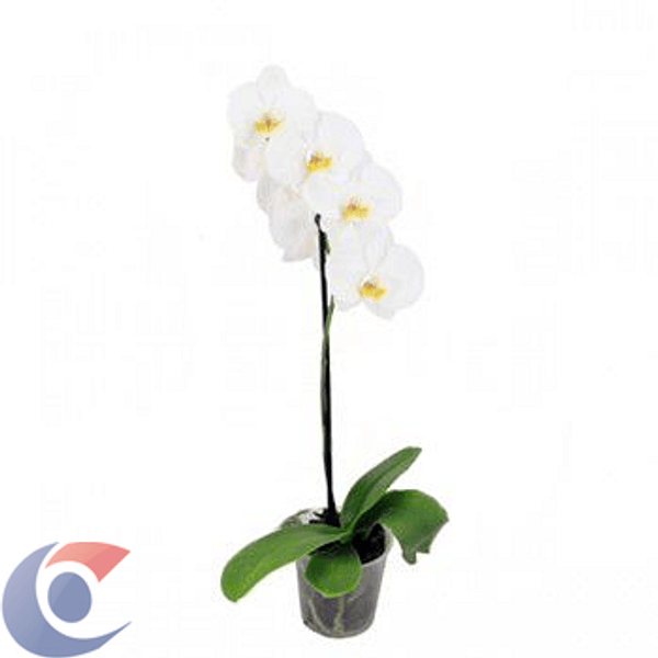 FLOR-ORQUIDEA-PHALAEONOPSIS-PT06-09