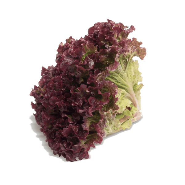 ALFACE-HIDROPONICA-ROXA-UN