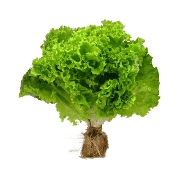 ALFACE-HIDROPONICA-UN