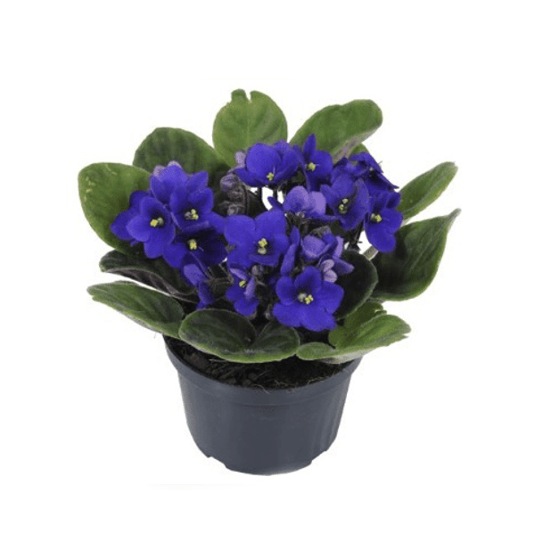 FLOR-VIOLETA-VIOLP11070