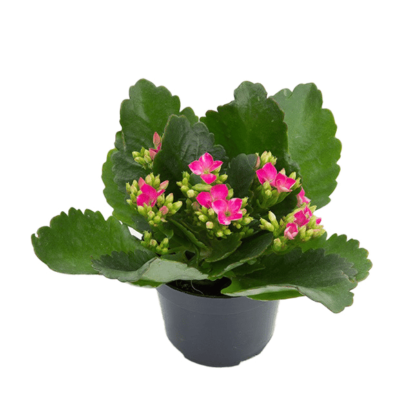 FLOR-KALANCHOE-DOB-KADVP11070