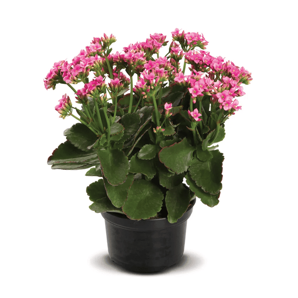 FLOR-KALANCHOE-KABLP11000