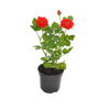 FLOR-ROSEIRA-MINI-RSMIP13070