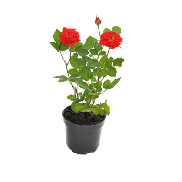 FLOR-ROSEIRA-MINI-RSMIP13070