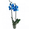 FLOR-ORQUIDEA-PHALAEONOPSIS-PT12-AZUL