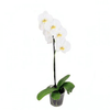 FLOR-ORQUIDEA-PHALAEONOPSIS-PT06-09