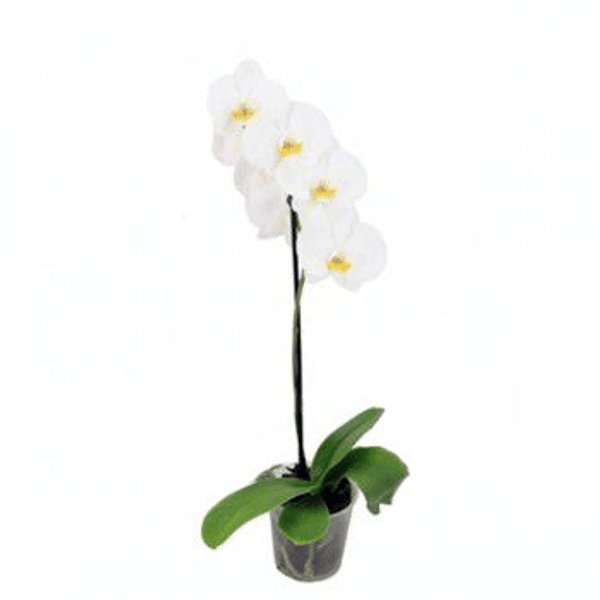 FLOR-ORQUIDEA-PHALAEONOPSIS-PT06-09