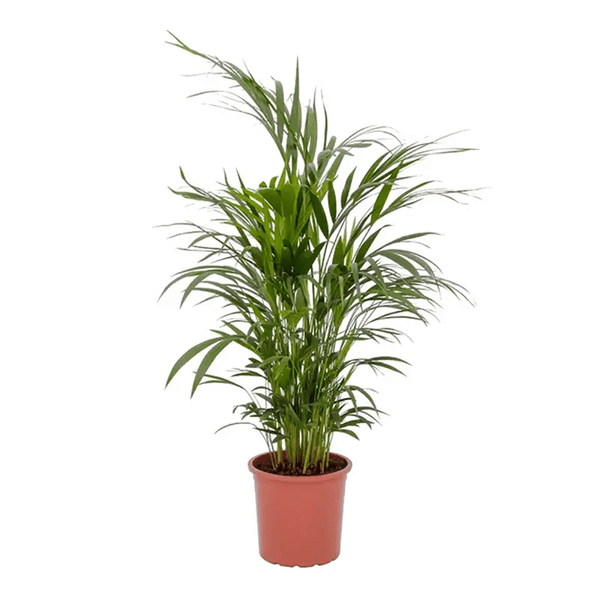 PALMEIRA-ARECA-BAMBU-PT17