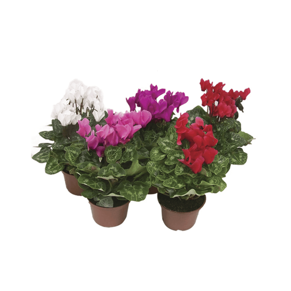 FLOR-CYCLAMEN-MINI-PT-06