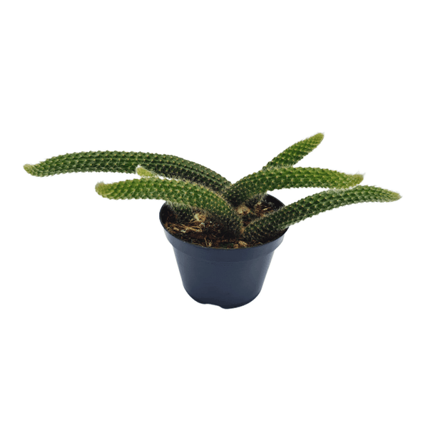 CACTUS-RABO-DE-MACACO-PT11