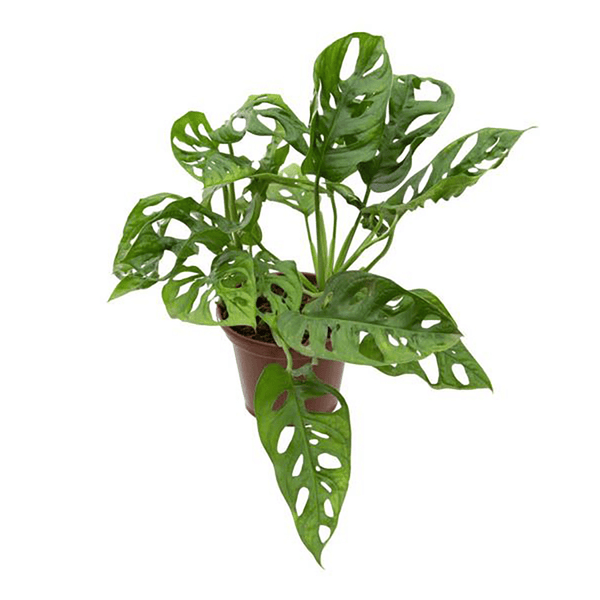 MONSTERA-OBLIQUIA-ADANSONII-PT16