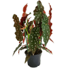 BEGONIA-MACULATA-PT16