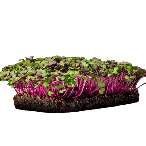 REPOLHO-ROXO-MICROVERDE-30G