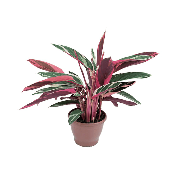 CALATHEA-TRIALSTAR-PT13