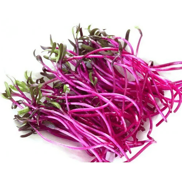 BETERRABA-MICROVERDE-30G