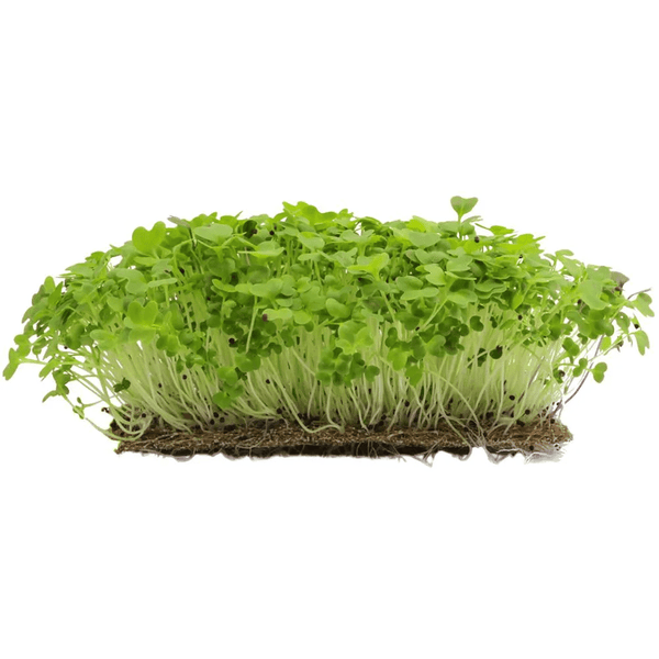 MOSTARDA-MICROVERDE-30G